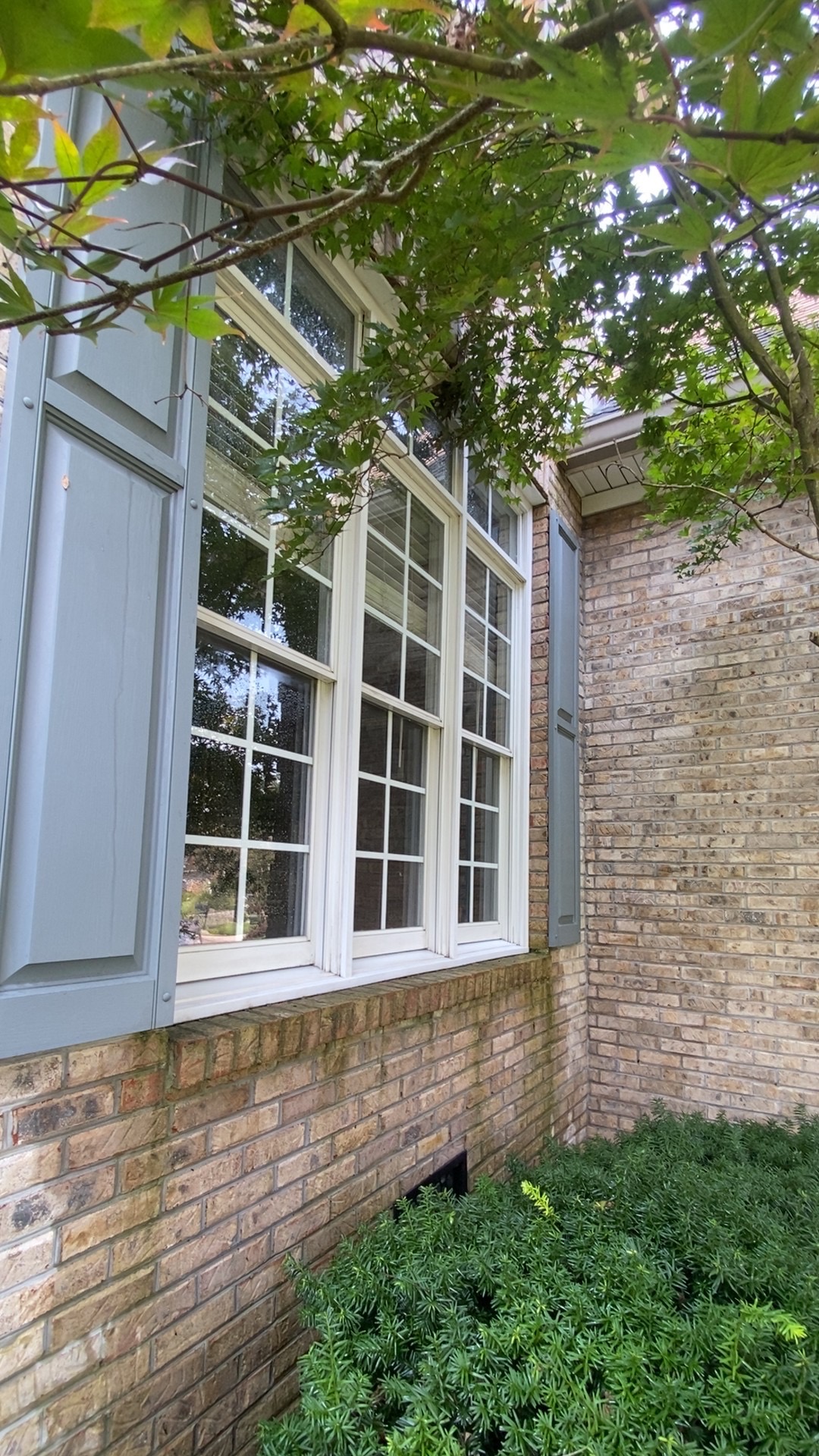 Multi-pane windows on a brick home framed by trees